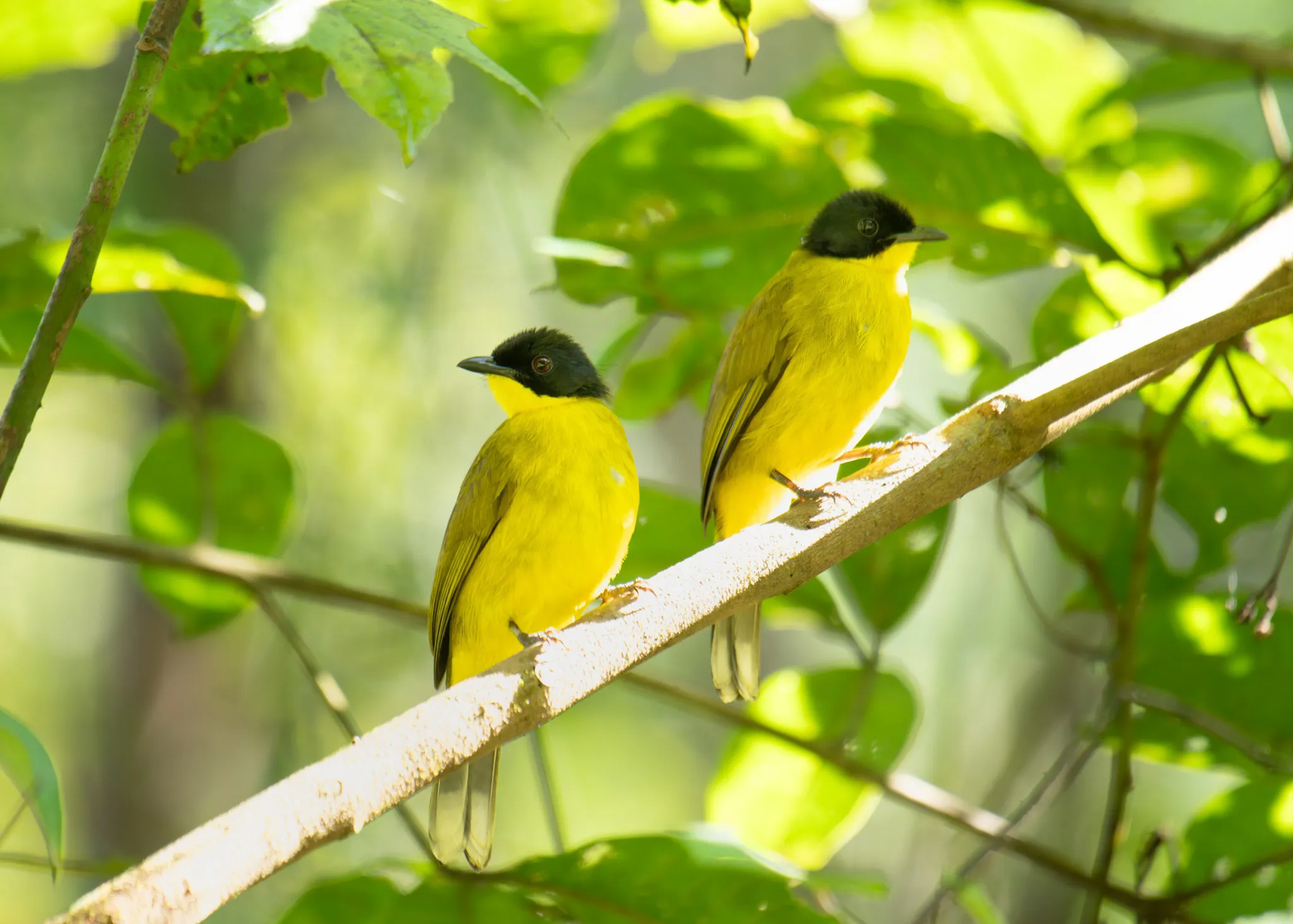 Black-capped bulbul among foliage